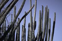 Curaçao - Cactussen