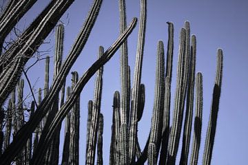 Curacao - Kaktus von Rowenda Hulsebos