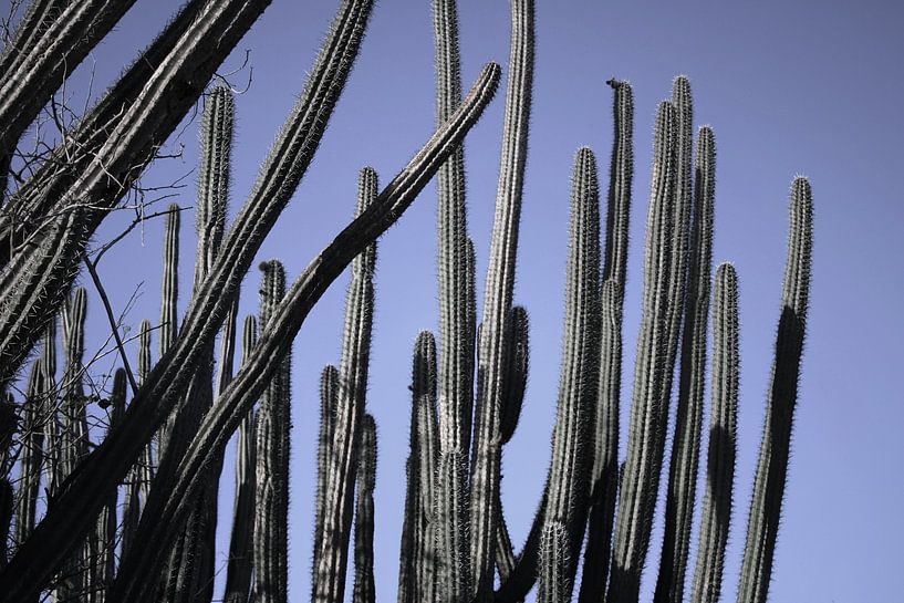 Curaçao - Cactus par Rowenda Hulsebos