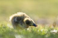 Entdeckungsreise - Junge Gans im Gras von Gianni Argese Miniaturansicht