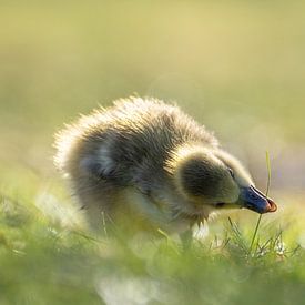 Entdeckungsreise - Junge Gans im Gras von Gianni Argese