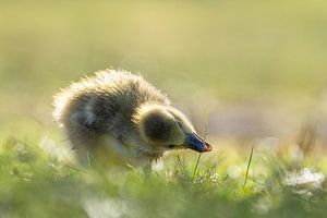 Entdeckungsreise - Junge Gans im Gras