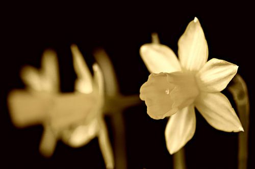 Fleur