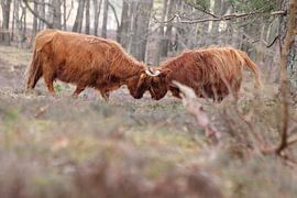 Bronze Age? by Erik Van der Zwan
