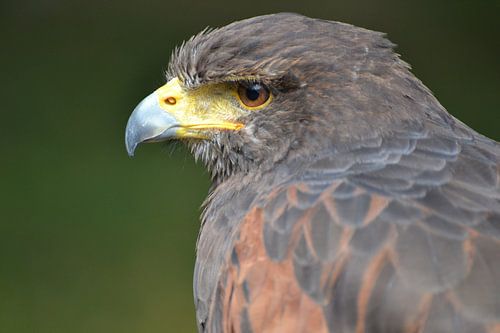 Woestijnbuizerd