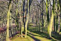 bospad aan het water in Clingendael