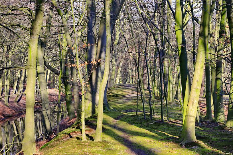 forest path by the water in Clingendael by Micky Bish