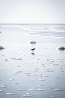 Un bécasseau sur la plage de Paal 9 I | Un voyage sur l'île des Wadden Texel