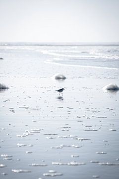 Een Strandloper op het strand bij Paal 9 I | Een reis over Waddeneiland Texel van Roos Maryne - Natuur fotografie