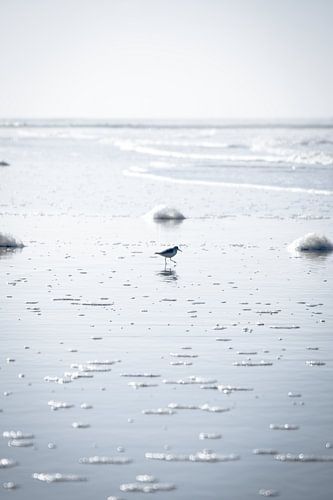 Een Strandloper op het strand bij Paal 9 I | Een reis over Waddeneiland Texel