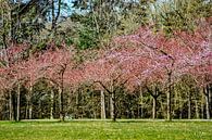 DE - Baden-Wuerttemberg : Cherry Blossoms by Michael Nägele thumbnail