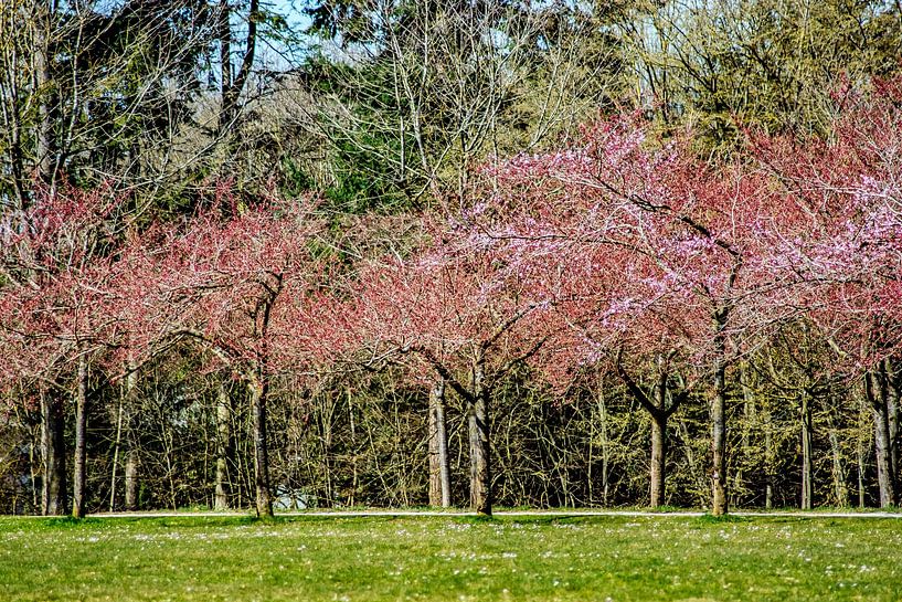 DE - Baden-Wuerttemberg : Cherry Blossoms by Photoart-Naegele