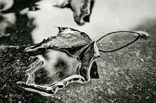 Hand des Herbstes 2016 