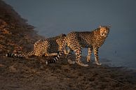 Cheeta's / Jachtluipaarden @ Entabeni Game Reserve Zuid Afrika van Capture the Light thumbnail