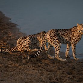 Cheeta's / Jachtluipaarden @ Entabeni Game Reserve Zuid Afrika van Capture the Light