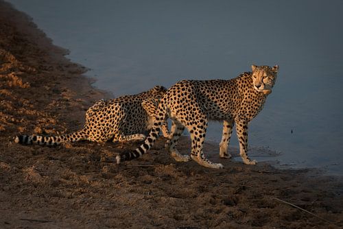 Cheeta's / Jachtluipaarden @ Entabeni Game Reserve Zuid Afrika