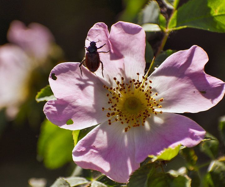 Sommerliche Spaziergänge von Elise van der Bruggen