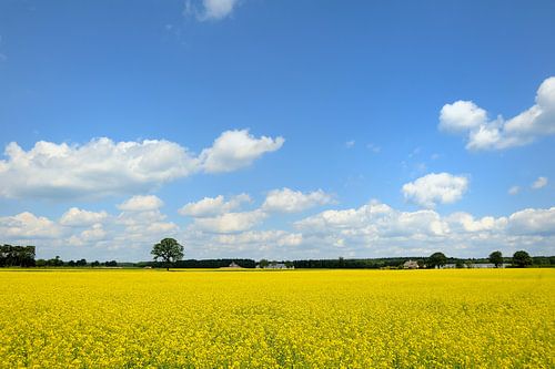 Geel koolzaadveld in de zomer met een blauwe lucht