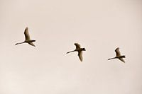 Flying swans