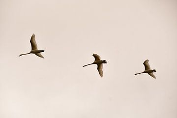 Vliegende zwanen van Michael van Eijk