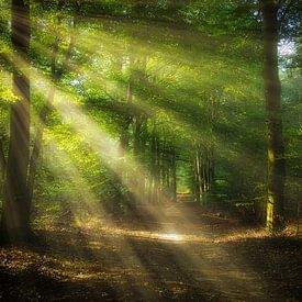 Mystischer Morgen von Arjen Uijttenboogaart