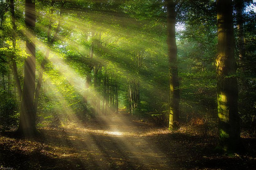 Mystic Morning by Arjen Uijttenboogaart