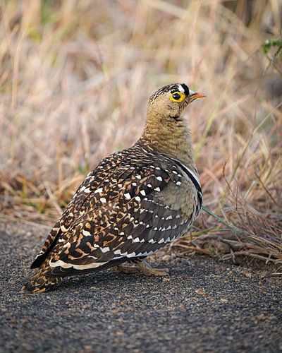 Double banded sand grouse