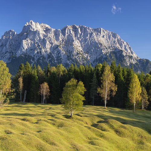 Bultrugweiden tussen Mittenwald en Krün, Werdenfelser Land, met daarachter het Karwendelgebergte