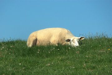 Schaf auf dem Deich liegend
