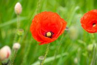 Rode bloem Papaver rhoeas