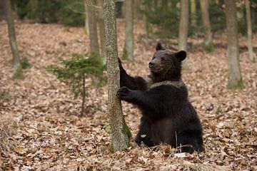 Europese bruine beer ( Ursus arctos ), speels jong dier, zit op zijn dikke kont in het bos.