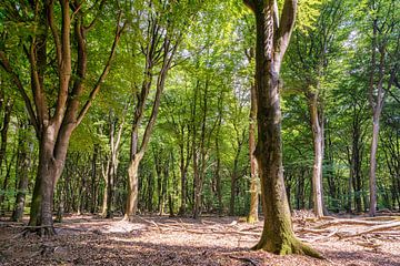 trees by Marian van der Kallen Fotografie