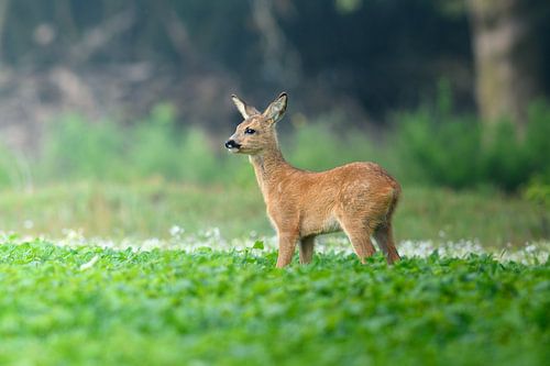 Een jong hertje in een veld