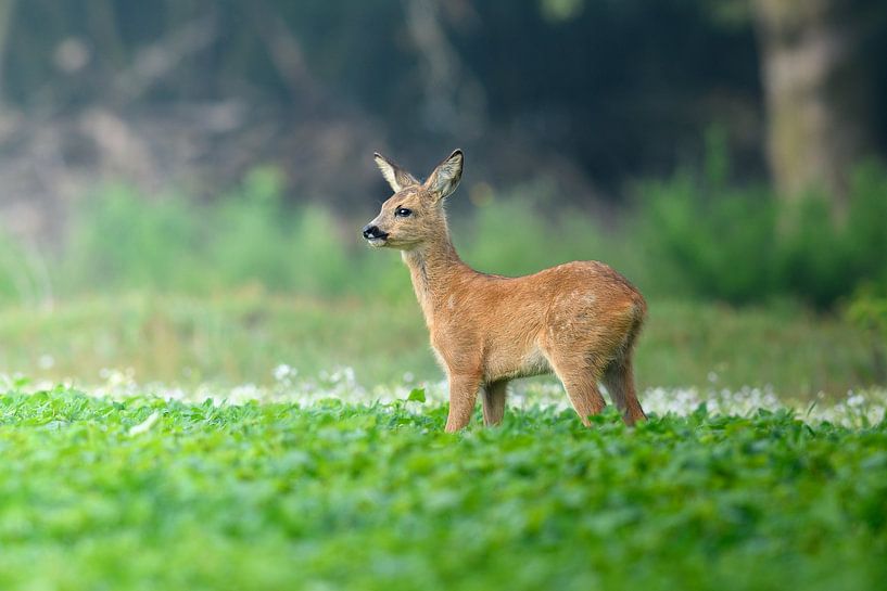 Een jong hertje in een veld van Nick van Beusekom