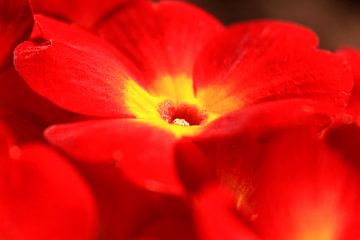 Rode primula bloem in bloei met geel hart. Lente gevoel.
