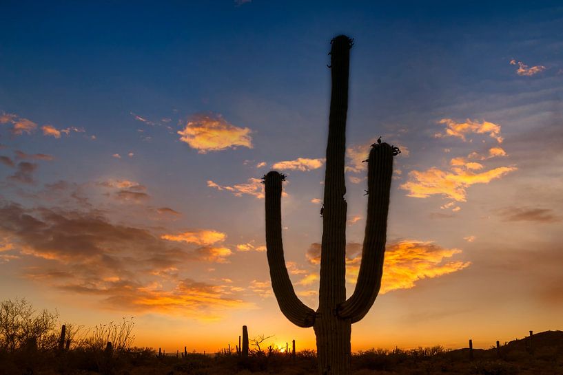 SAGUARO NATIONAL PARK Bright Sunset by Melanie Viola