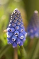 Blauw druifje