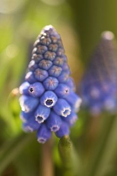 Blauw druifje van Patricia van Nes