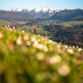 frühlingshafter Blick mit Gänseblümchen auf den verschneiter Hochgrat im Frühling von Leo Schindzielorz