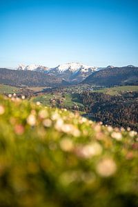 frühlingshafter Blick mit Gänseblümchen auf den verschneiter Hochgrat im Frühling