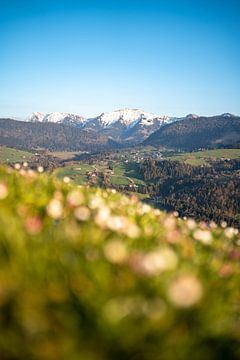 Lente-uitzicht met madeliefjes van de besneeuwde Hochgrat in de lente van Leo Schindzielorz