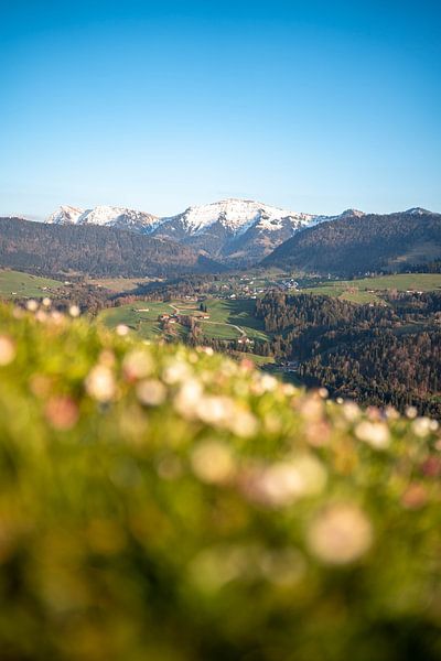 Spring view with daisies of the snow-covered Hochgrat in springtime by Leo Schindzielorz