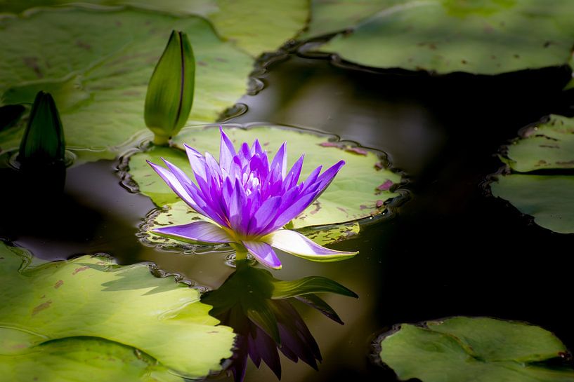 Seerose im Gartenteich von ManfredFotos