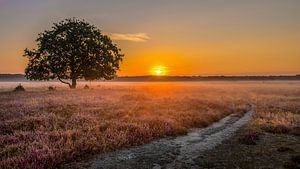 Blühende Bussommerheide bei Sonnenaufgang