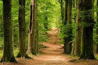 Avenue in the beech forest on Amerongse Berg - Utrechtse Heuvelrug by Sjaak den Breeje thumbnail