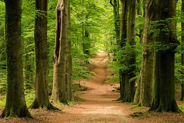 Laan in het beukenbos op de Amerongse Berg - Utrechtse Heuvelrug