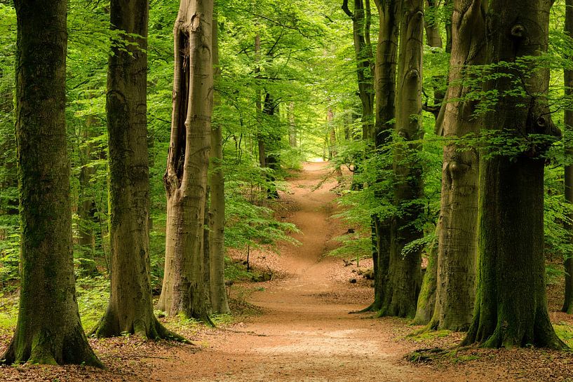 Avenue in the beech forest on Amerongse Berg - Utrechtse Heuvelrug by Sjaak den Breeje