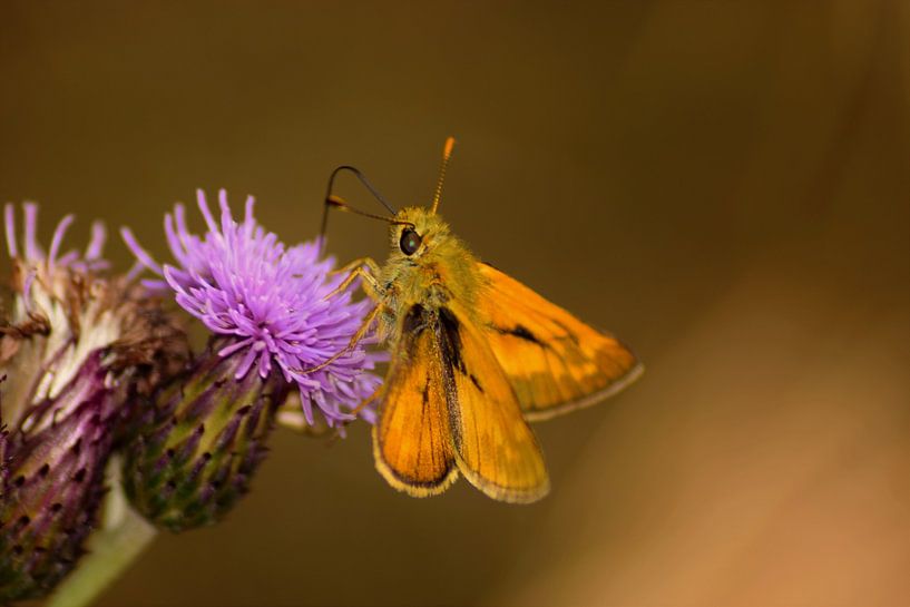 Oranje-Paars by Miranda Rijnen Fotografie