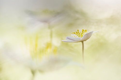 Double exposure of the wood anemone - 1