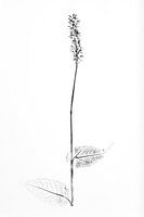 Monoprint Renouée à feuilles persistantes